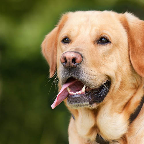 un chiot soin pharmacie Girot