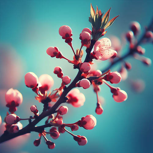 Gemmothérapie herboristerie Mondeville